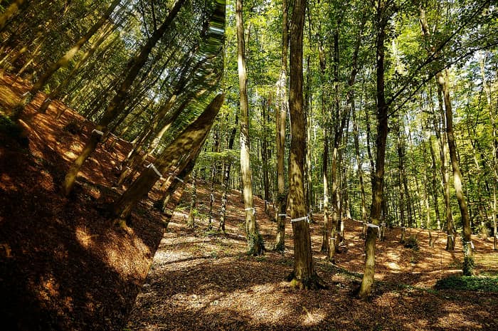 Dotrščina memorial park, view among the trees