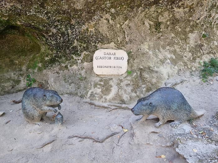 Castoro al sito di Krapina